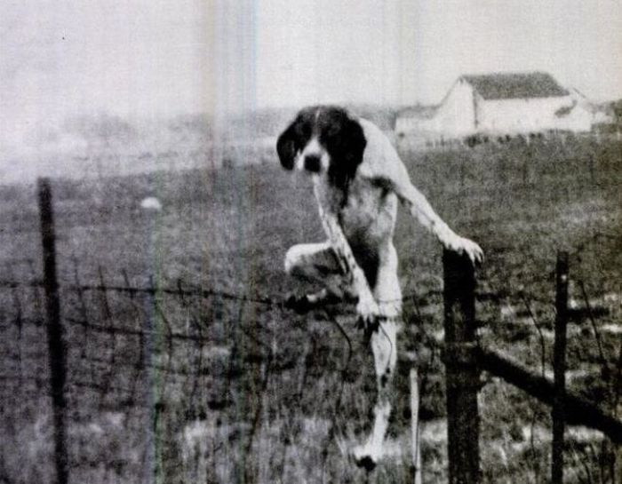dog-climbing-fence.jpg