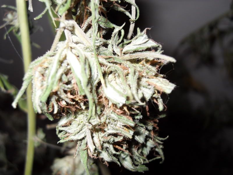 bagseedsativahybrid.jpg