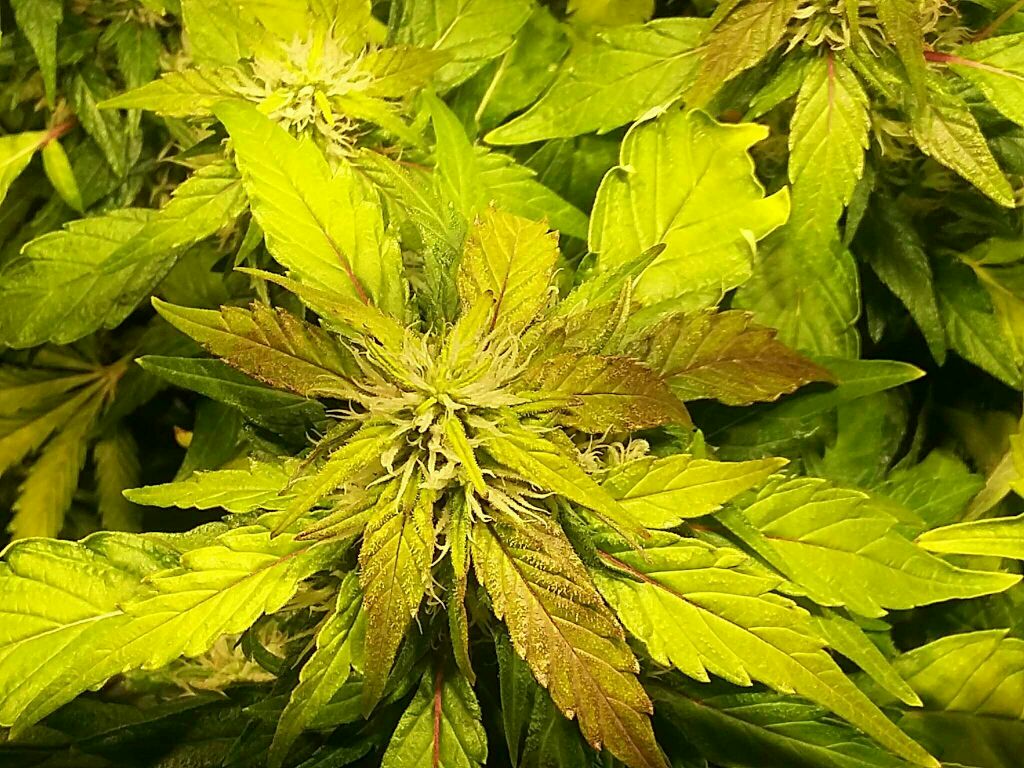 420-magazine-mobile1823780630.jpg