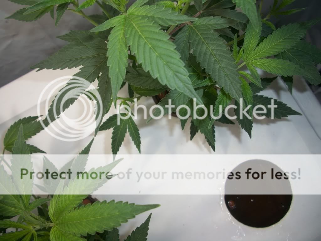 BubbaKushWeek5Leafs-1.jpg