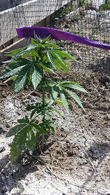 plant2.jpg