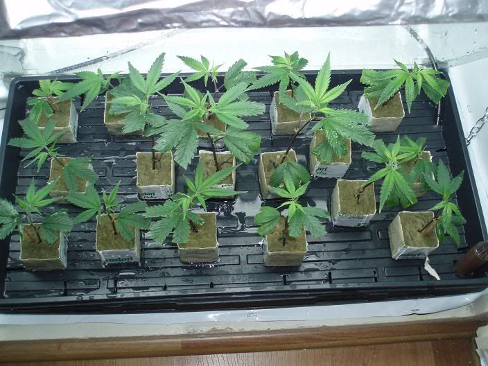 Clones.jpg