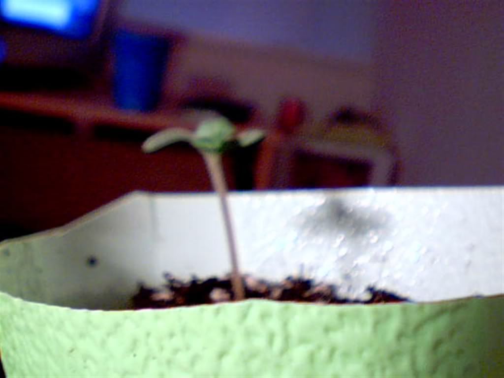 2010-06-1214-03-36281.jpg