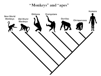 monkey.jpg