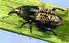 pests_billbugs.jpg
