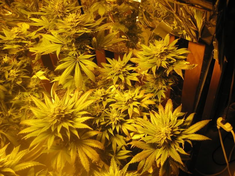 plants184.jpg