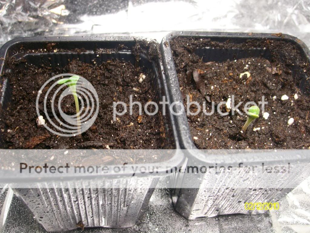MysterySeeds.jpg