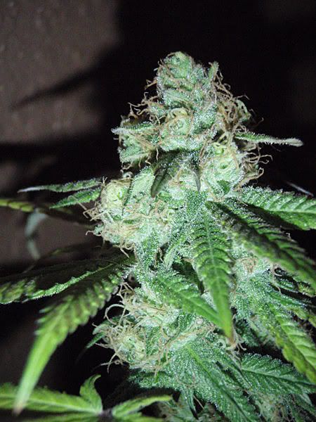 ogkushweek71_450x600.jpg