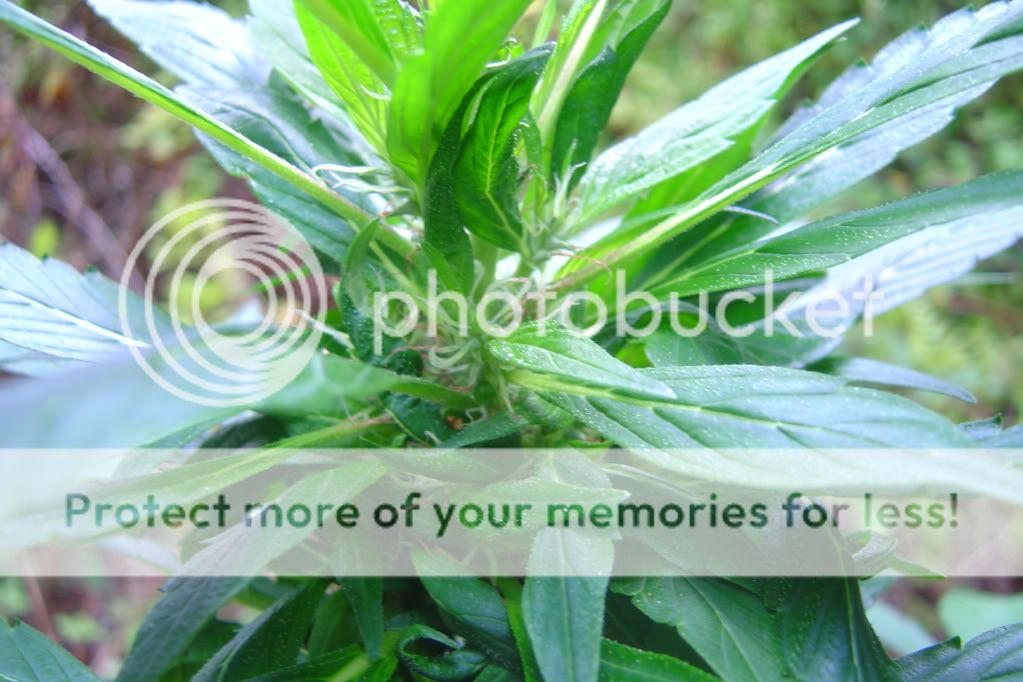 secondherbal004.jpg