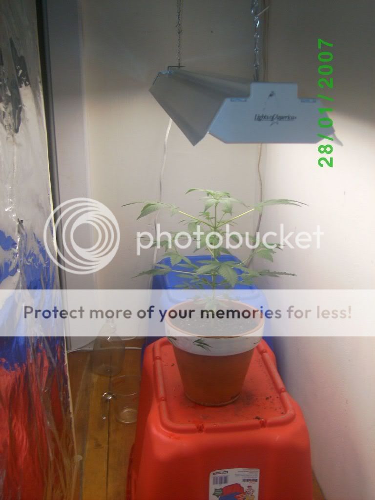 myplant008.jpg