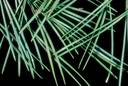 pine_needles.jpg