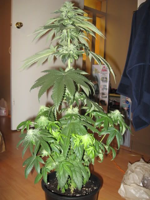 Plants006-2.jpg