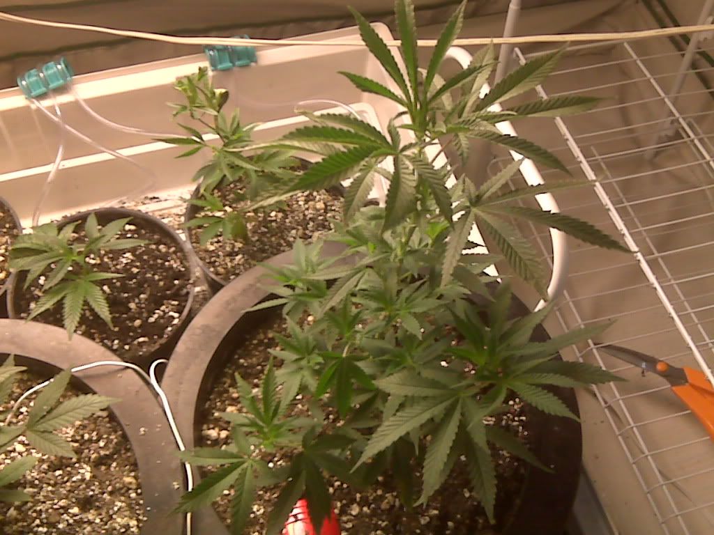 IMG00636.jpg