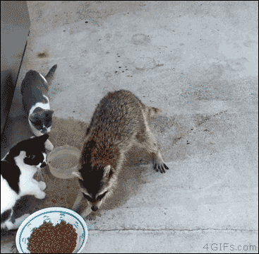 Raccoon-yoink-runs.gif