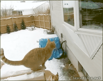 gifs_25.gif