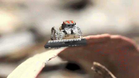 KeyboardSpider.gif