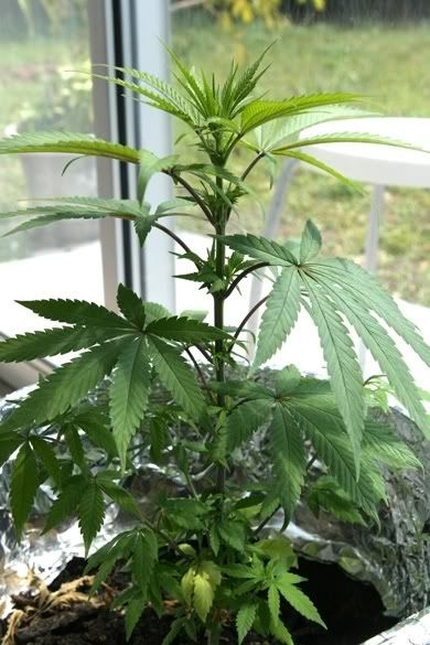 plant.jpg