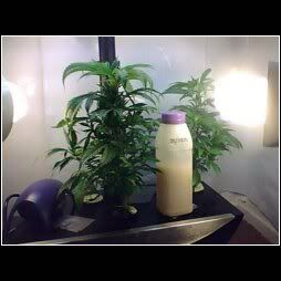 weed2.jpg