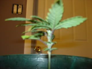 DSC00081.jpg