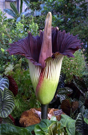 corpseflower.jpg