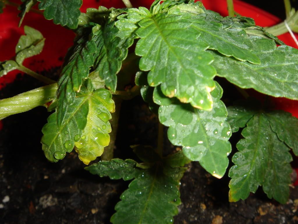 DSC01429.jpg