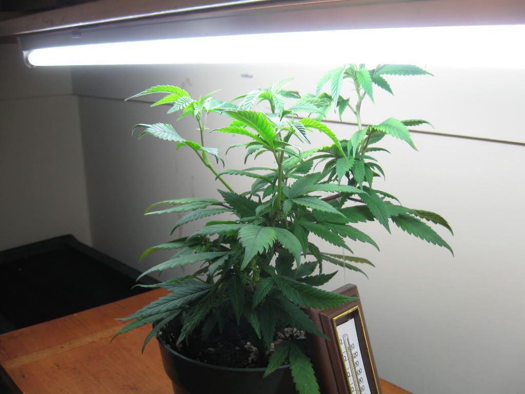 sproutsn014.jpg