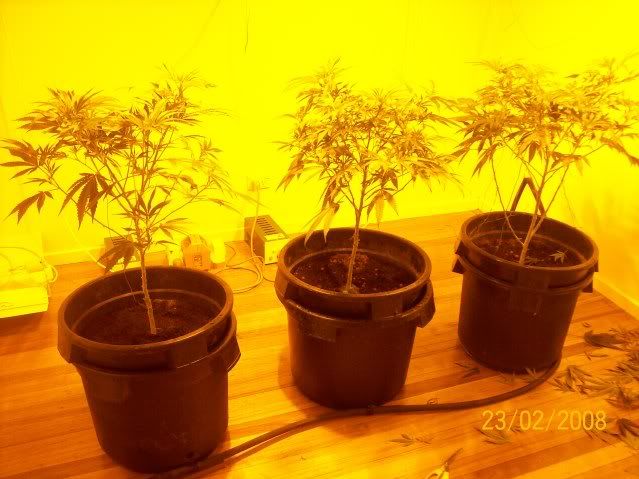Plants066.jpg