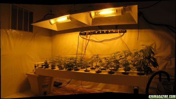 plants_stitch_small.jpg