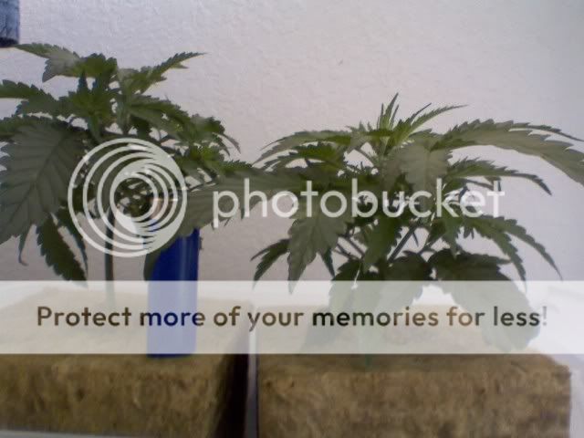 1027plants1.jpg