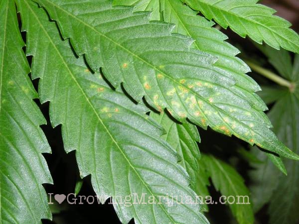 03-ca-deficiency-cannabis.jpg