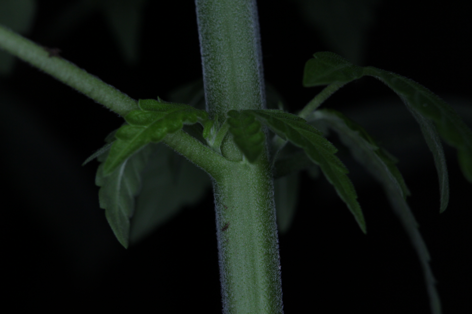 b4746c74a192a5d3c28e65e6e07c07cd.png