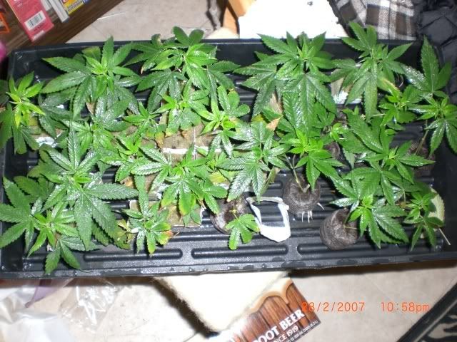 clones12.jpg