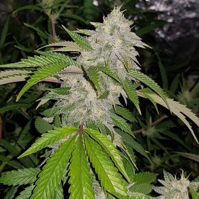 www.realgorillaseeds.com