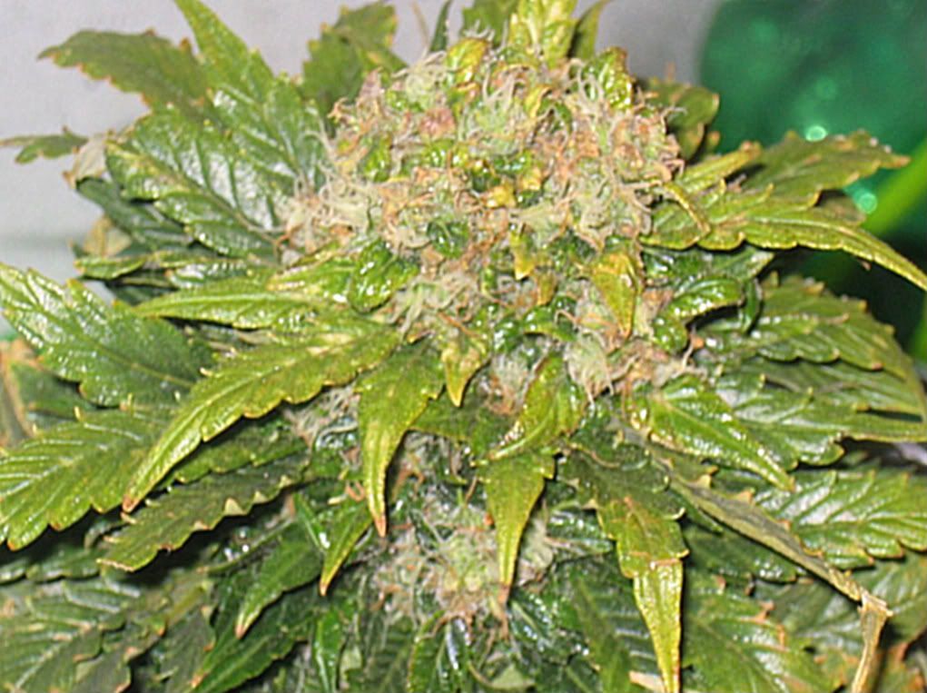 lowryder57004.jpg