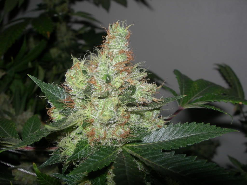 DSCN9216.jpg