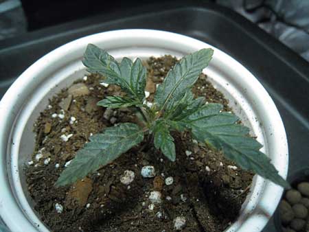 dry-soil-nitrogen-toxicity-sm.jpg