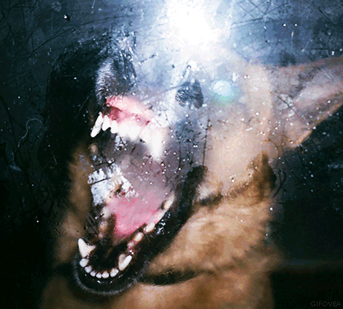 tumblr_mrnlq4qHAs1rk0k2jo1_500.gif