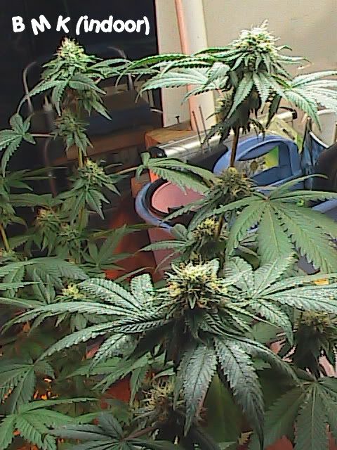 6-21-09043.jpg