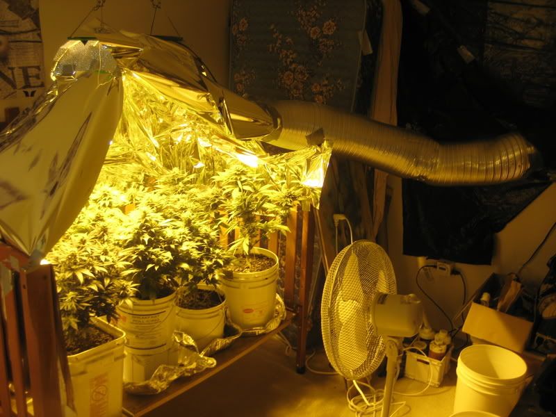 plants172.jpg