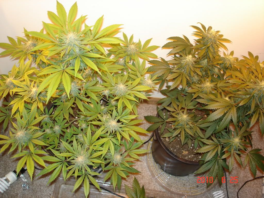 Sour Diesel Grow W Pictures 400w Hps Rollitup