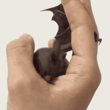 tumblr_o8ydi1hDu81r6guz4o1_500.gif