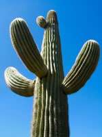 saguaro-cactus.jpg