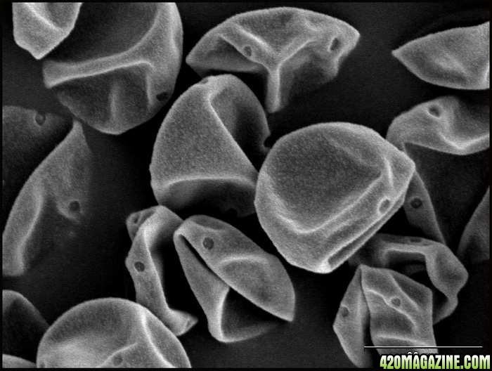 6940pollen.jpg
