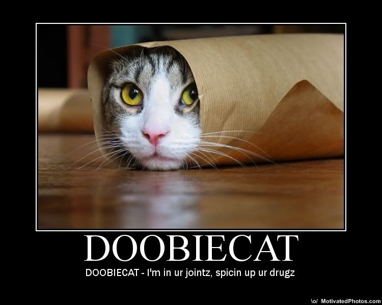 DoobieCat.jpg