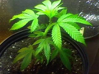 11-15-09_1542.jpg
