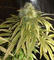 cannaaa3.jpg
