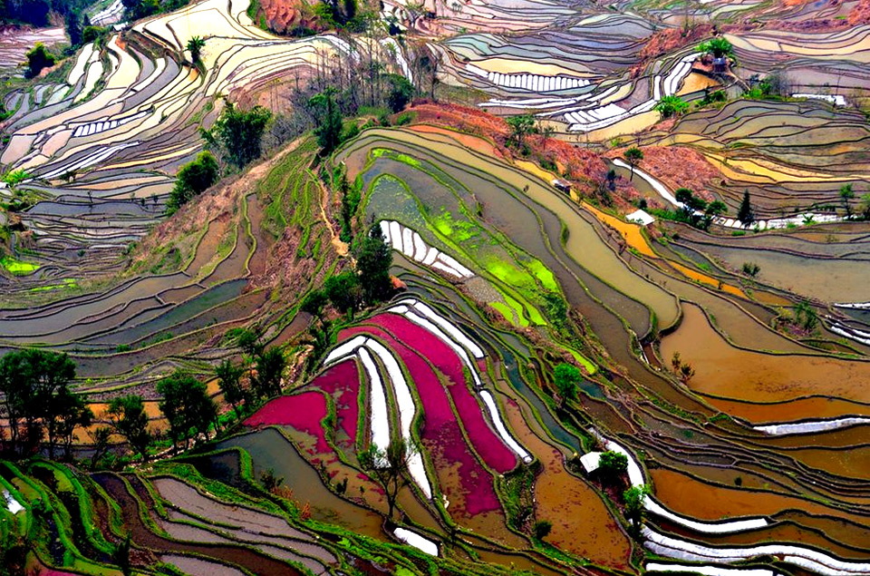 colorful-rice-fields-of-china.jpg