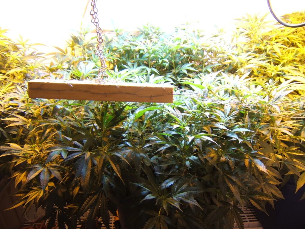 FlowerDay11.jpg