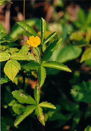 cinquefoil.jpg