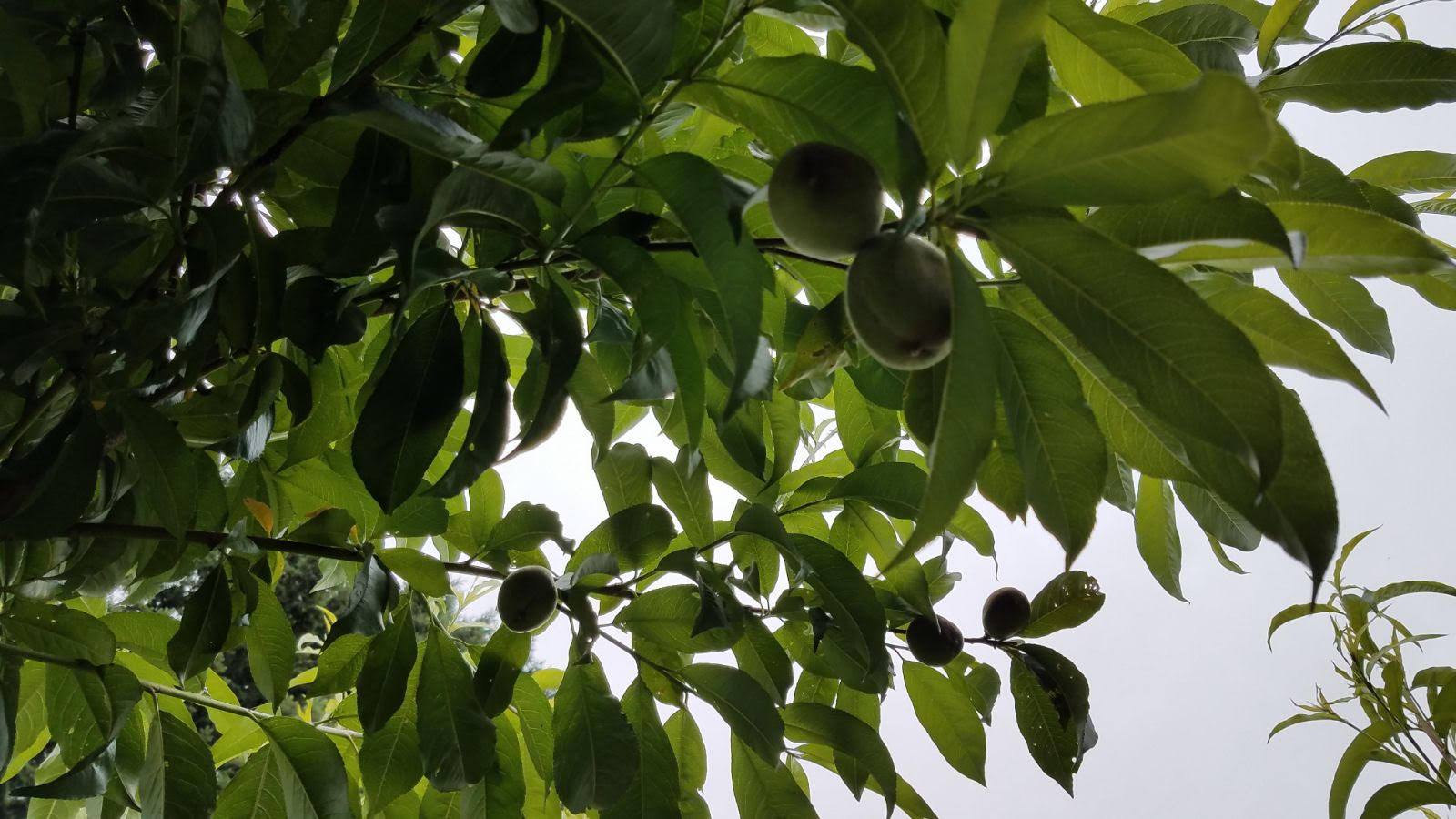 peaches615b.jpg
